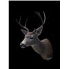 Image 4 : *Rarely Seen* COLUMBIA BLACK-TAILED DEER Shoulder Mount