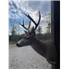 Image 5 : *Rarely Seen* COLUMBIA BLACK-TAILED DEER Shoulder Mount