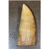 Image 6 : Antique SPERM WHALE Tooth with Scrimshaw of a Whaling Ship
