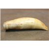 Image 8 : Antique SPERM WHALE Tooth with Scrimshaw of a Whaling Ship