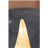 Image 5 : Antique SPERM WHALE Tooth Scrimshawed with a Whaling Ship and Phrase