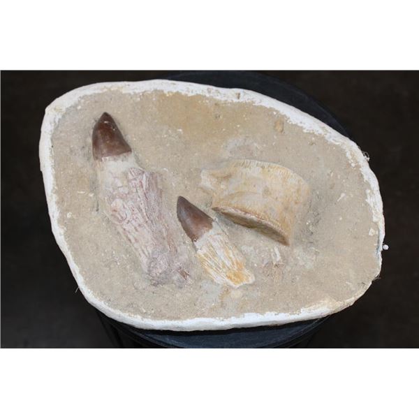 2 XL Fully Rooted MOSASAUR Teeth Fossils and Vertebrae Bones in a Fossil Matrix, Weight: 9 lbs
