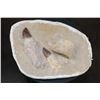 Image 1 : 2 XL Fully Rooted MOSASAUR Teeth Fossils and Vertebrae Bones in a Fossil Matrix, Weight: 9 lbs