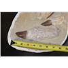 Image 3 : 2 XL Fully Rooted MOSASAUR Teeth Fossils and Vertebrae Bones in a Fossil Matrix, Weight: 9 lbs