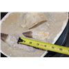 Image 4 : 2 XL Fully Rooted MOSASAUR Teeth Fossils and Vertebrae Bones in a Fossil Matrix, Weight: 9 lbs