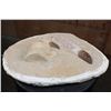 Image 5 : 2 XL Fully Rooted MOSASAUR Teeth Fossils and Vertebrae Bones in a Fossil Matrix, Weight: 9 lbs