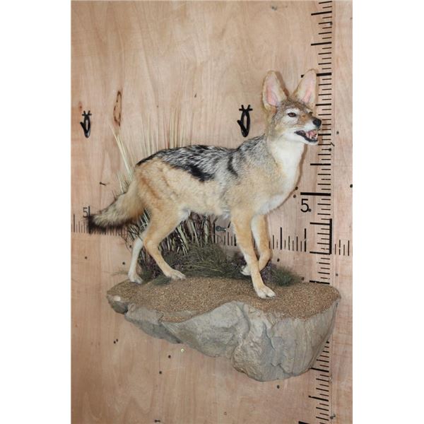 Life-sized BLACK-BACKED JACKAL on a Wall Hanging Base