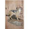 Image 1 : Life-sized BLACK-BACKED JACKAL on a Wall Hanging Base