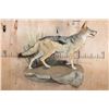 Image 2 : Life-sized BLACK-BACKED JACKAL on a Wall Hanging Base