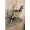 Image 3 : Life-sized BLACK-BACKED JACKAL on a Wall Hanging Base