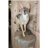 Image 4 : Life-sized BLACK-BACKED JACKAL on a Wall Hanging Base