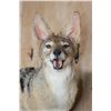 Image 5 : Life-sized BLACK-BACKED JACKAL on a Wall Hanging Base