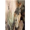 Image 6 : Life-sized BLACK-BACKED JACKAL on a Wall Hanging Base
