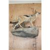 Image 7 : Life-sized BLACK-BACKED JACKAL on a Wall Hanging Base