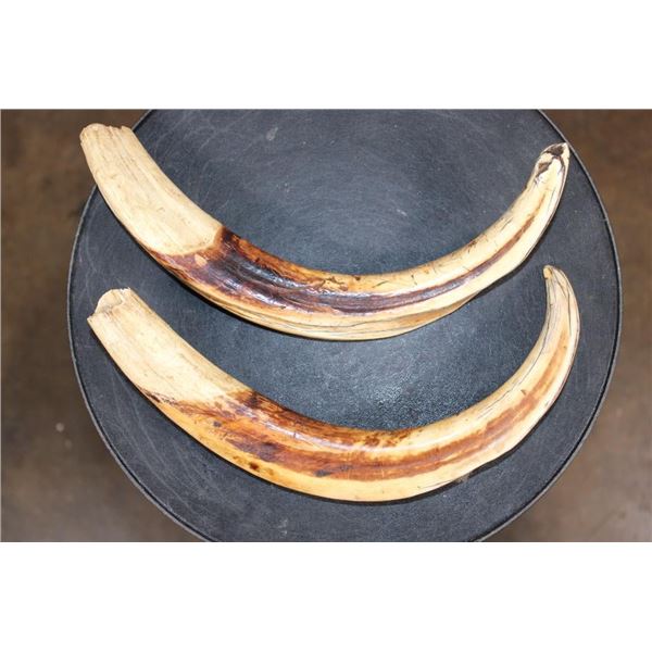 Huge XXL Set of WARTHOG Tusks