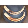 Image 1 : Huge XXL Set of WARTHOG Tusks