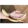 Image 3 : Huge XXL Set of WARTHOG Tusks