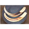 Image 4 : Huge XXL Set of WARTHOG Tusks
