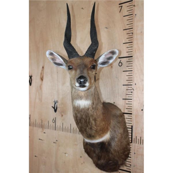 XXL Gold Medal CAPE BUSHBUCK Shoulder Mount