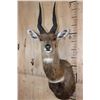 Image 1 : XXL Gold Medal CAPE BUSHBUCK Shoulder Mount