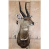 Image 2 : XXL Gold Medal CAPE BUSHBUCK Shoulder Mount
