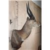 Image 3 : XXL Gold Medal CAPE BUSHBUCK Shoulder Mount