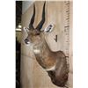 Image 4 : XXL Gold Medal CAPE BUSHBUCK Shoulder Mount