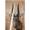 Image 5 : XXL Gold Medal CAPE BUSHBUCK Shoulder Mount