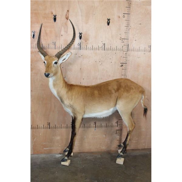 Life-sized KAFUE LECHWE on a Bolts with No Base