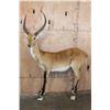 Image 1 : Life-sized KAFUE LECHWE on a Bolts with No Base