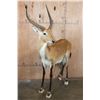 Image 2 : Life-sized KAFUE LECHWE on a Bolts with No Base