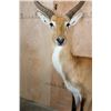 Image 3 : Life-sized KAFUE LECHWE on a Bolts with No Base