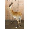 Image 4 : Life-sized KAFUE LECHWE on a Bolts with No Base