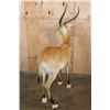 Image 5 : Life-sized KAFUE LECHWE on a Bolts with No Base