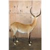 Image 6 : Life-sized KAFUE LECHWE on a Bolts with No Base