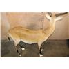 Image 7 : Life-sized KAFUE LECHWE on a Bolts with No Base