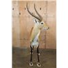 Image 8 : Life-sized KAFUE LECHWE on a Bolts with No Base