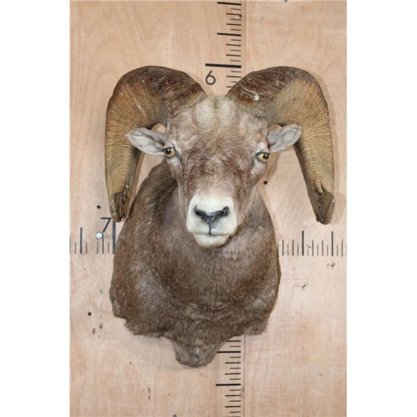 XXL ROCKY MOUNTAIN BIGHORN Sheep Ram Shoulder Mount