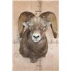 Image 1 : XXL ROCKY MOUNTAIN BIGHORN Sheep Ram Shoulder Mount