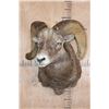 Image 2 : XXL ROCKY MOUNTAIN BIGHORN Sheep Ram Shoulder Mount