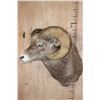 Image 3 : XXL ROCKY MOUNTAIN BIGHORN Sheep Ram Shoulder Mount