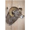 Image 4 : XXL ROCKY MOUNTAIN BIGHORN Sheep Ram Shoulder Mount