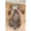 Image 5 : XXL ROCKY MOUNTAIN BIGHORN Sheep Ram Shoulder Mount