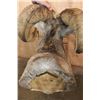 Image 6 : XXL ROCKY MOUNTAIN BIGHORN Sheep Ram Shoulder Mount