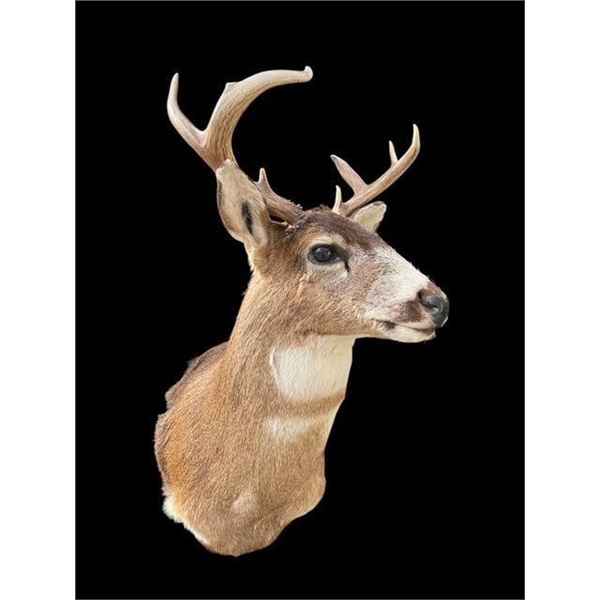 *Rarely Seen* SITKA BLACK-TAILED DEER Shoulder Mount