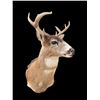 Image 1 : *Rarely Seen* SITKA BLACK-TAILED DEER Shoulder Mount