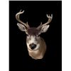 Image 2 : *Rarely Seen* SITKA BLACK-TAILED DEER Shoulder Mount