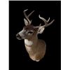 Image 3 : *Rarely Seen* SITKA BLACK-TAILED DEER Shoulder Mount