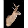 Image 4 : *Rarely Seen* SITKA BLACK-TAILED DEER Shoulder Mount