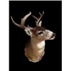 Image 5 : *Rarely Seen* SITKA BLACK-TAILED DEER Shoulder Mount